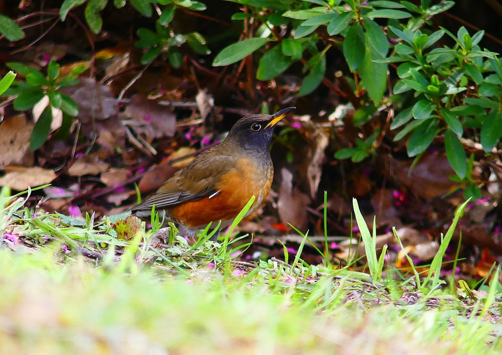 P4750575：オオアカハラ（オス）_R