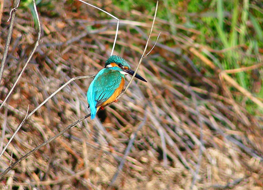 P4800431：カワセミ（オス）_R