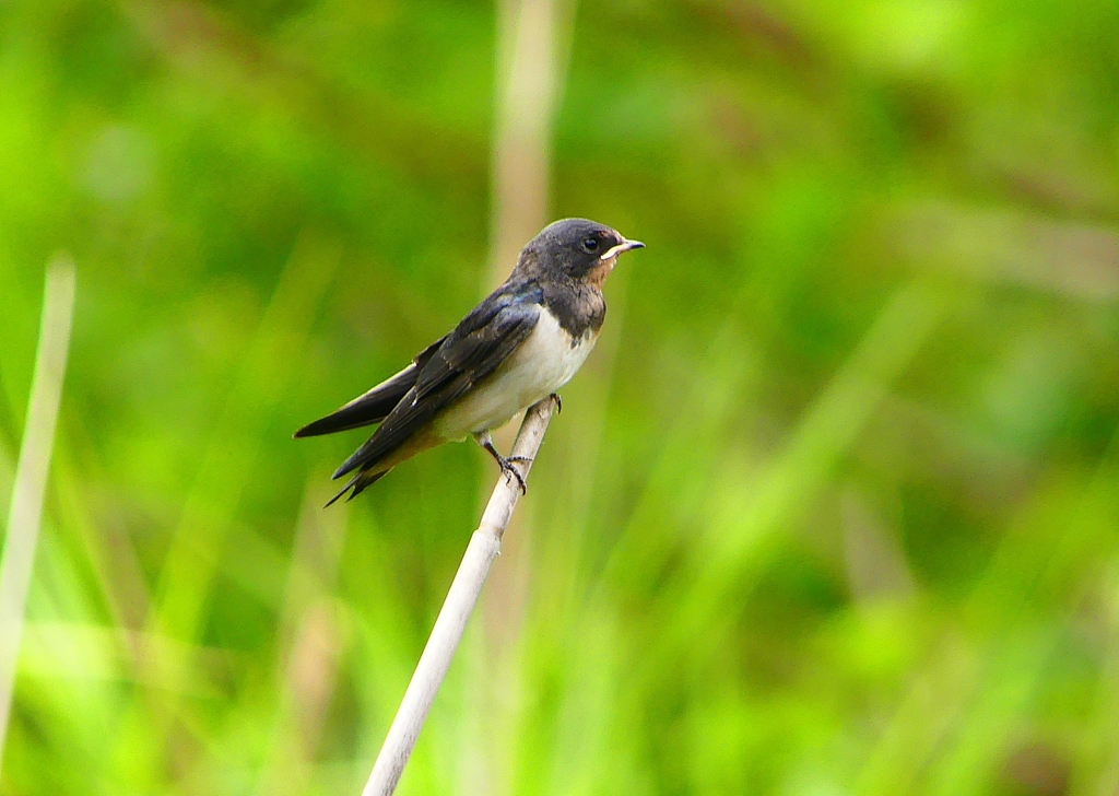 P1010364：ツバメ（幼鳥）_R