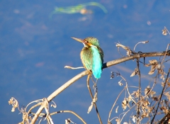 P4730114：カワセミ（メス）_R