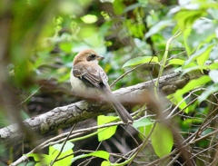 P4120194：モズ（幼鳥）_R