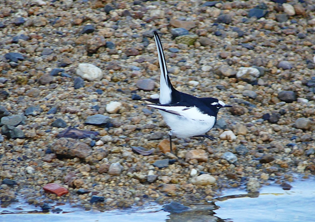 P1160666：セグロセキレイ_R