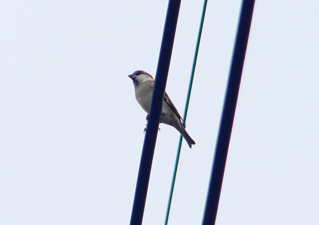 P1400207：ニュウナイスズメ_R