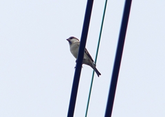 P1400207：ニュウナイスズメ_R