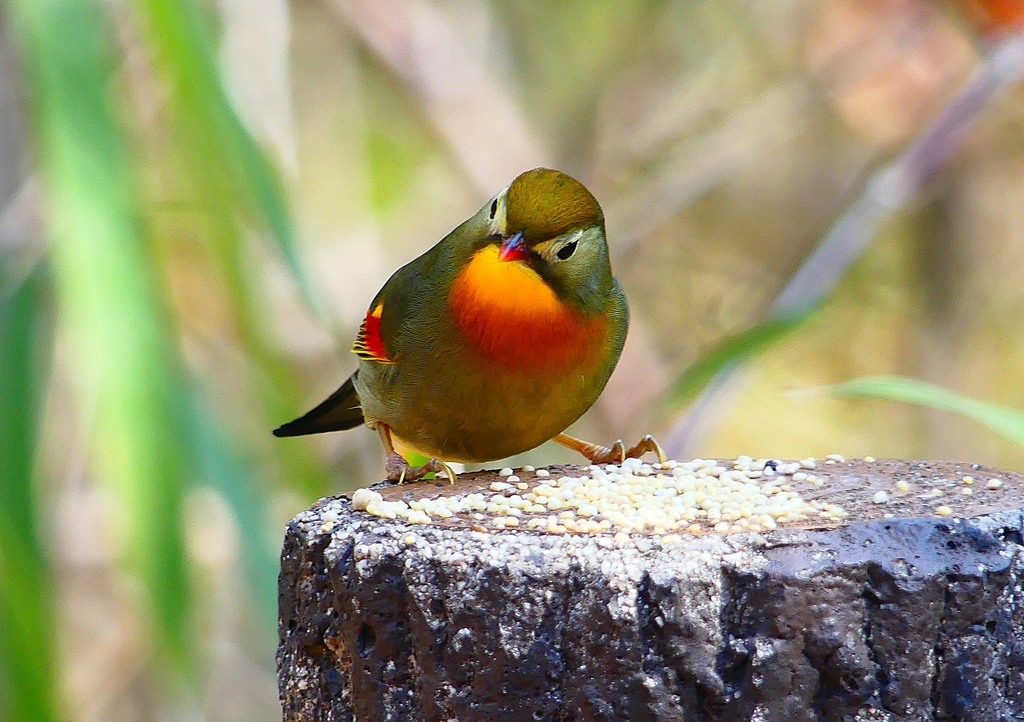 P1880045：ソウシチョウ_R