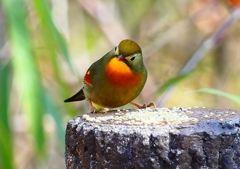P1880045：ソウシチョウ_R