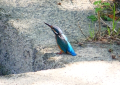 P1280577：カワセミ（メス）_R