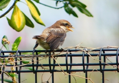 P1940912：モズ（幼鳥）_R