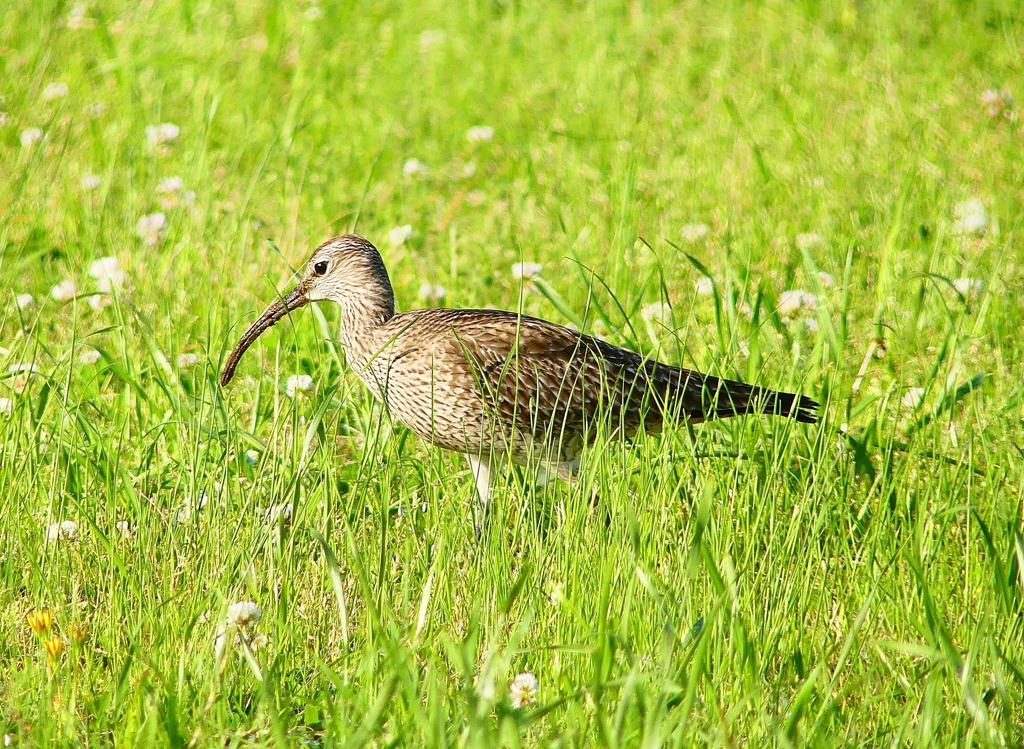 P4950716：チュウシャクシギ_R