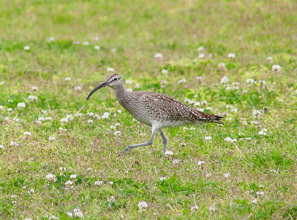 P4070413：チュウシャクシギ_R