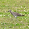 P4070413：チュウシャクシギ_R