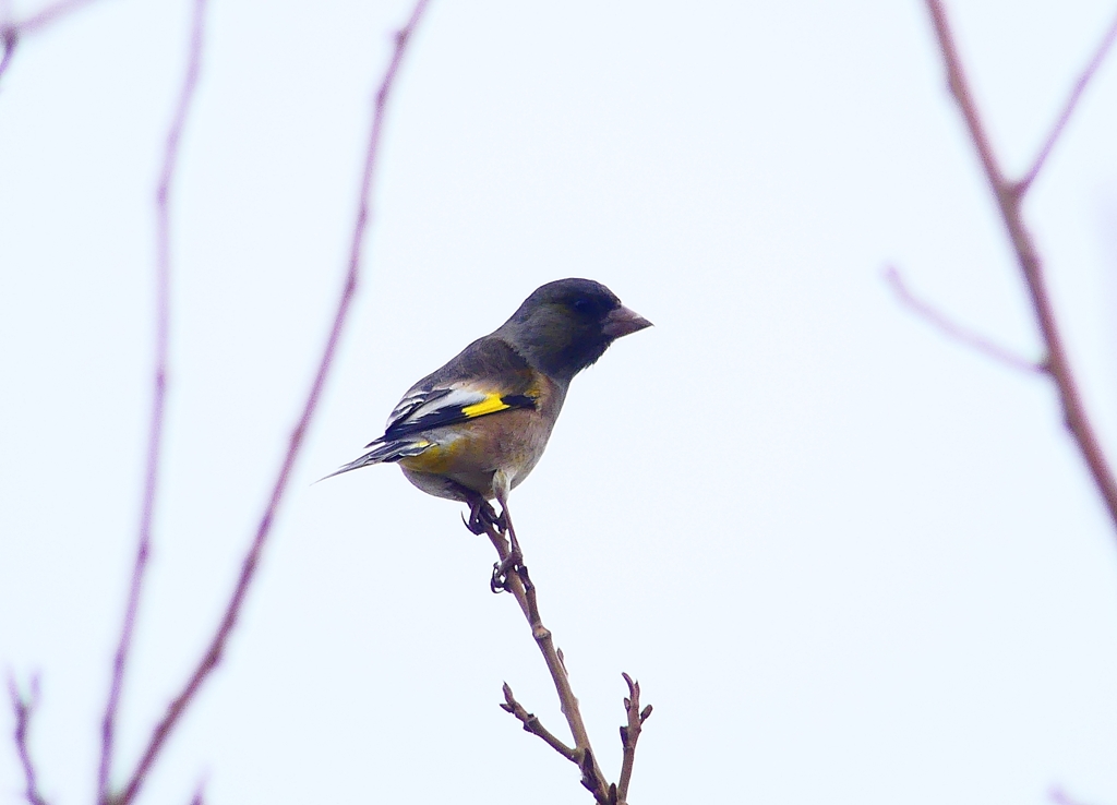 P4570147：カワラヒワ_R
