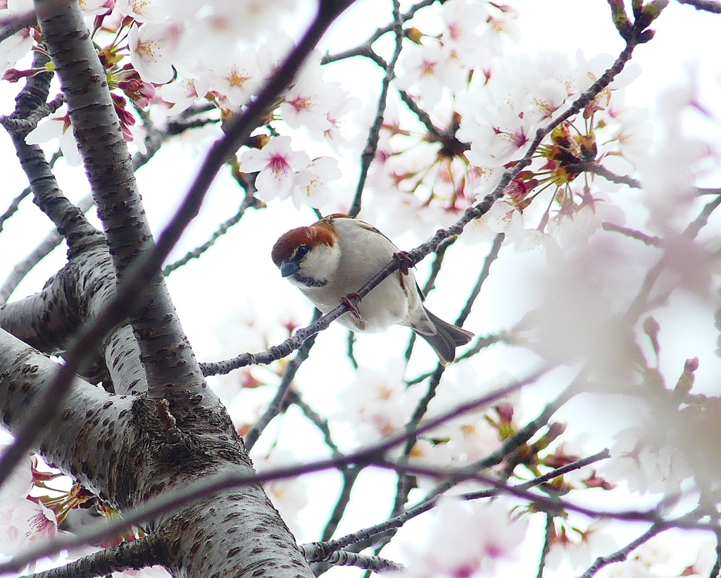 P3990429：ニュウナイスズメ（オス）_R