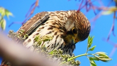 P1980840：チョウゲンボウ-16_R