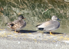 P1810478：オカヨシガモ_R