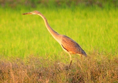 P1400146：ムラサキサギ_R