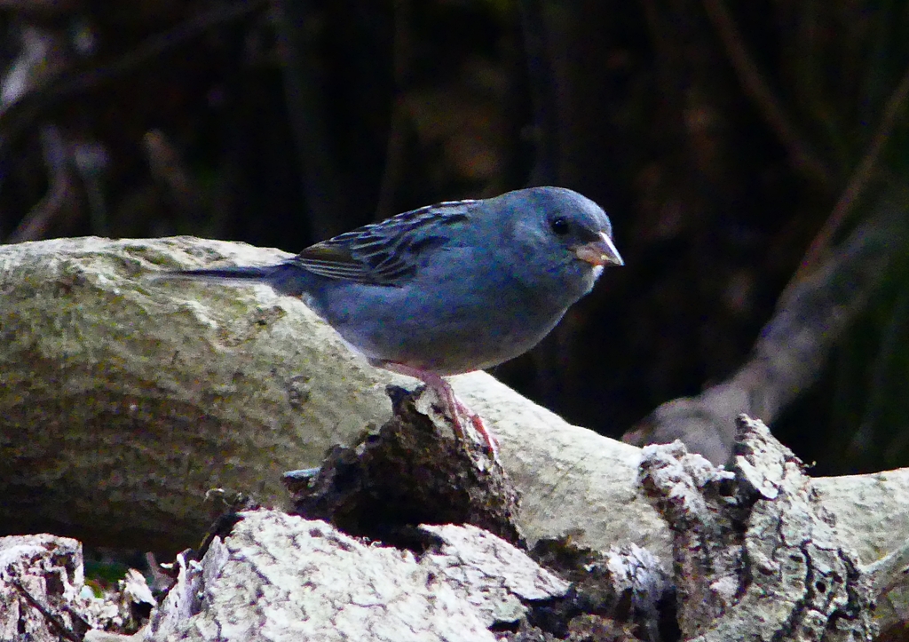 P1750572：クロジ_R
