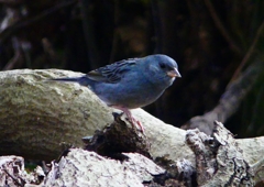 P1750572：クロジ_R