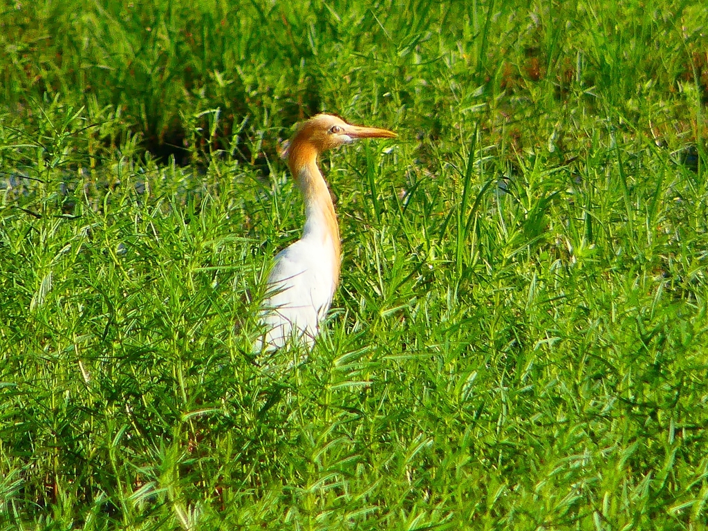 P1120904：アマサギ_R