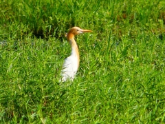 P1120904：アマサギ_R