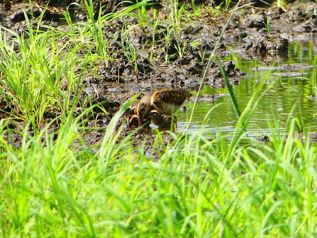 P1130361：タマシギ親子_R