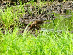 P1130361：タマシギ親子_R