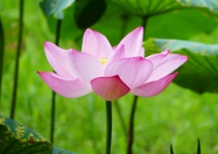P1160322：ハスの花_R