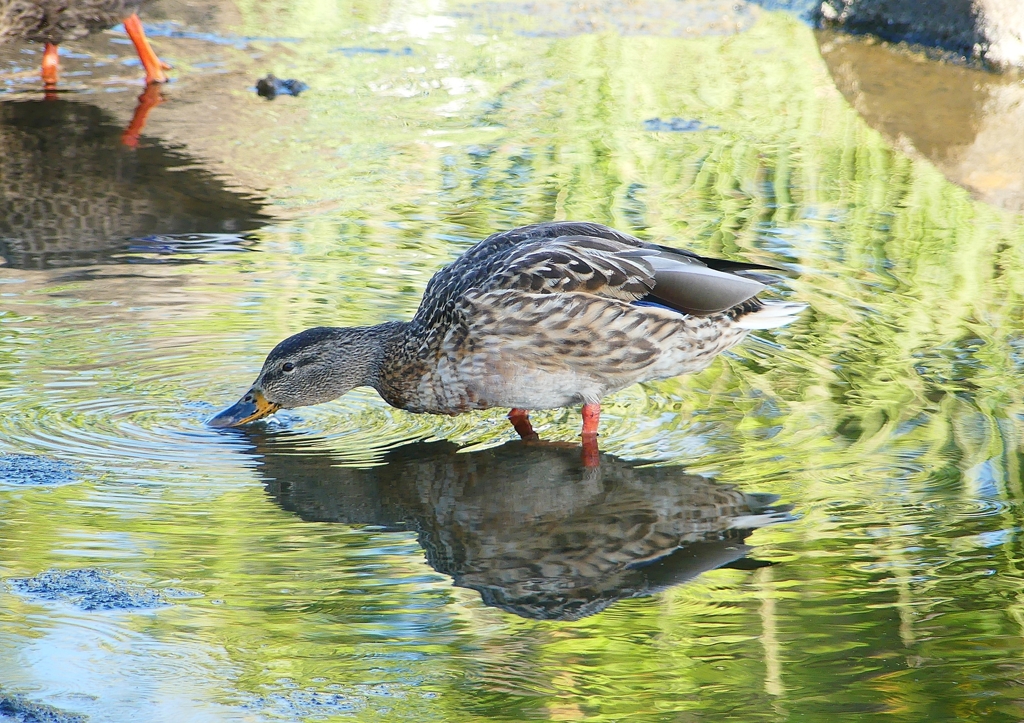 P1220167：マガモ_R