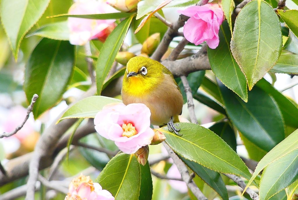 P4710002：メジロ_R