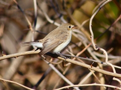 P4620486：ニシオジロビタキ_R