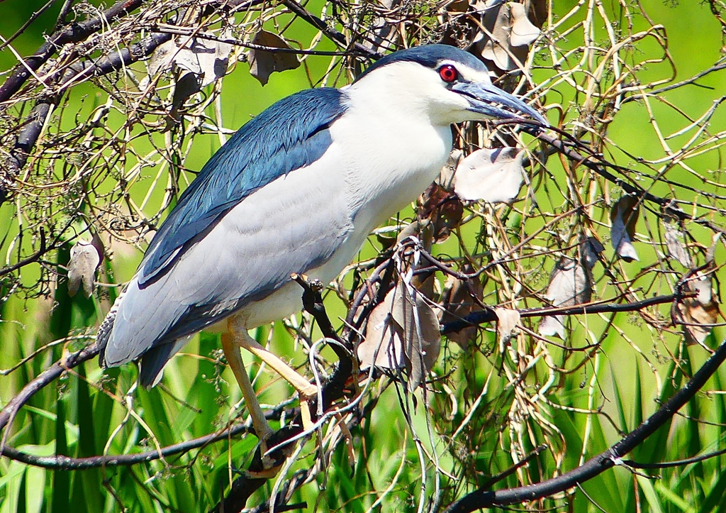 P2010420：ゴイサギ_R