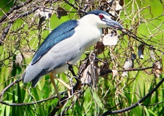 P2010420：ゴイサギ_R