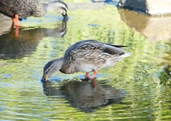 P1220160：マガモ_R