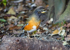 P1880929：オオアカハラ_R