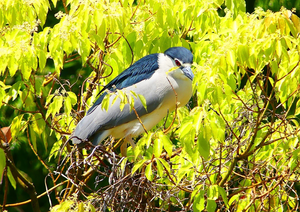 P2010648：ゴイサギ_R