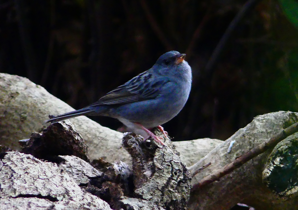 P1750625：クロジ_R