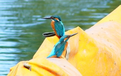 P4480454：カワセミ（オス）_R