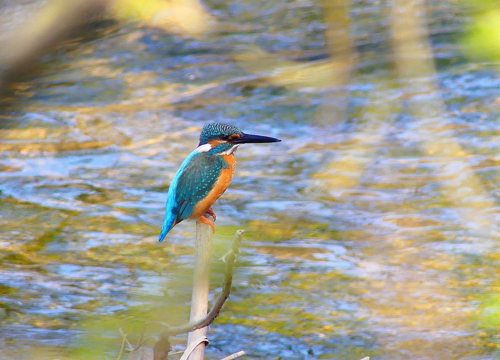 P3930707：カワセミ（オス）_R