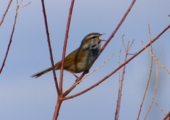 P1840351：ウグイス_R
