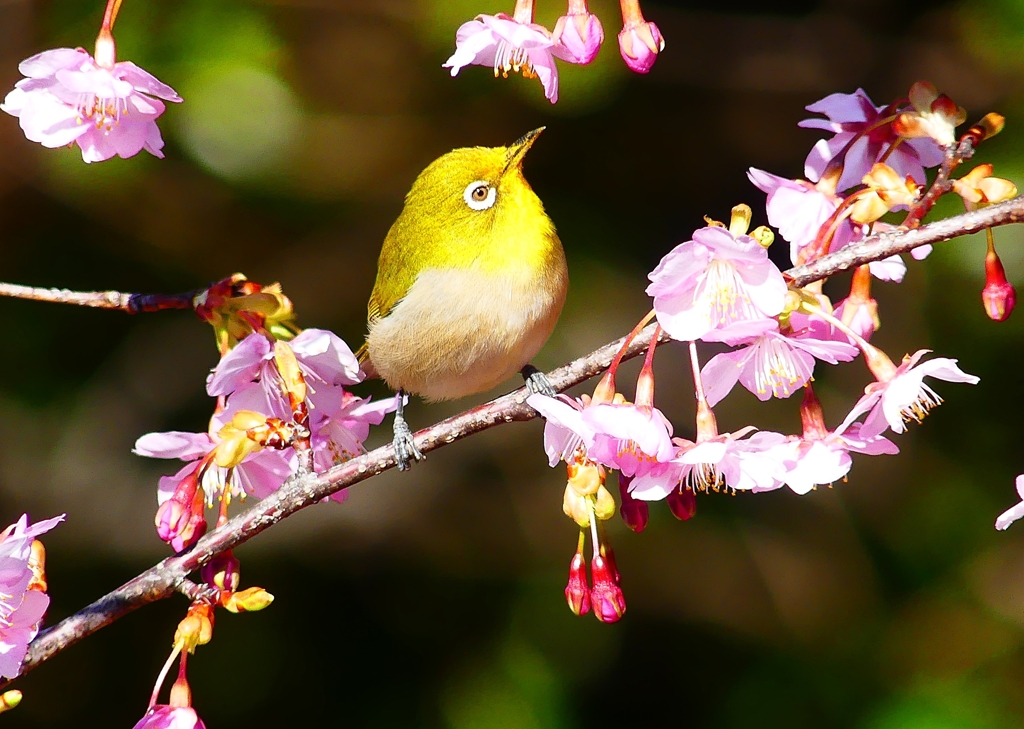 P4790395：メジロ＜河津桜＞_R