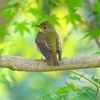 P1310706：キビタキ（メス）_R