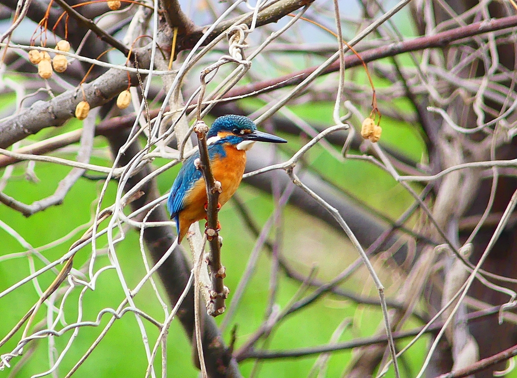 P3920410：カワセミ（オス）_R