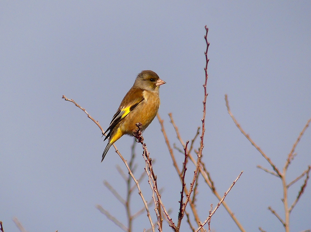 P4600209：カワラヒワ_R
