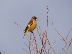P4600209：カワラヒワ_R