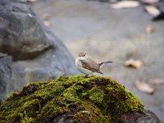 P3790054：ニシオジロビタキ_R