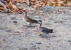 P1600401：トモエガモ、マガモ_R