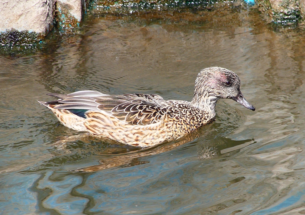 P1820554：ヨシガモ_R