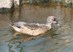 P1820554：ヨシガモ_R