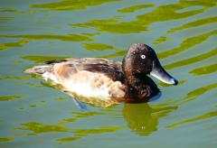 P4490664：アカハジロ_R