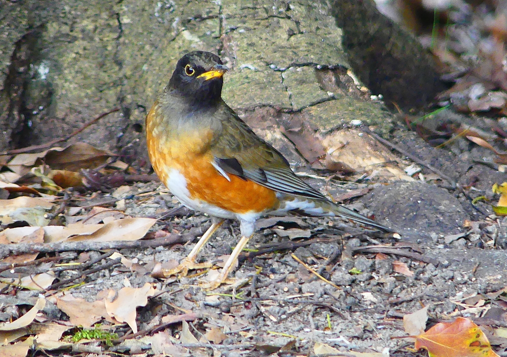 P1890173：オオアカハラ_R